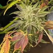 Another Happy Bird Adventure