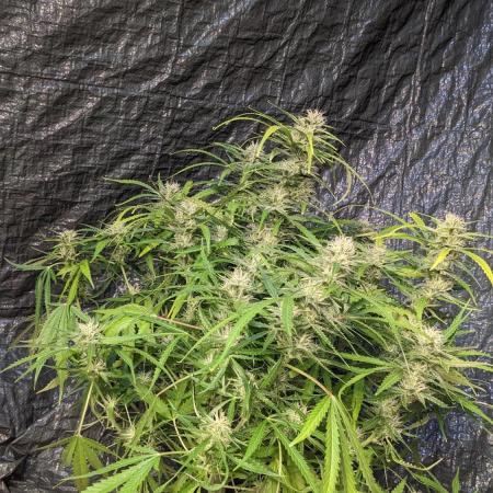 Divine Grow Off Auto Moonrock