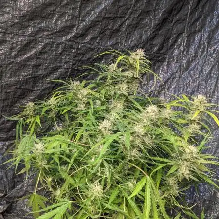 Divine Grow Off Auto Moonrock