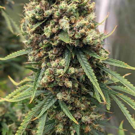 Big Demon Divine Grow Off