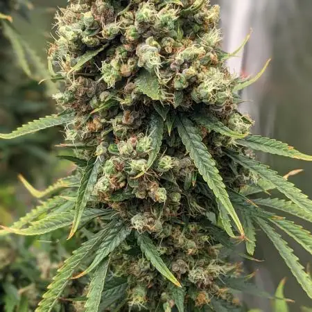 Big Demon Divine Grow Off