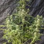 Big Demon Divine Grow Off