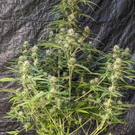 Big Demon Divine Grow Off