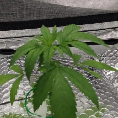 Zen With Benefits Purple Pheno