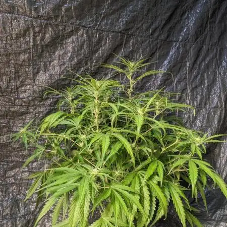 Divine Grow Off Auto Moonrock