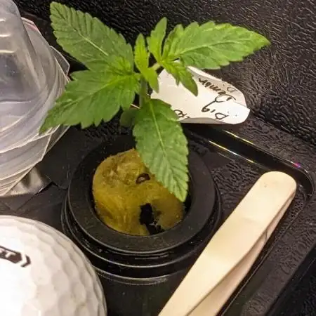 Big Demon Divine Grow Off