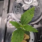 Plagron/Zamnesia Eternity Cup 2026