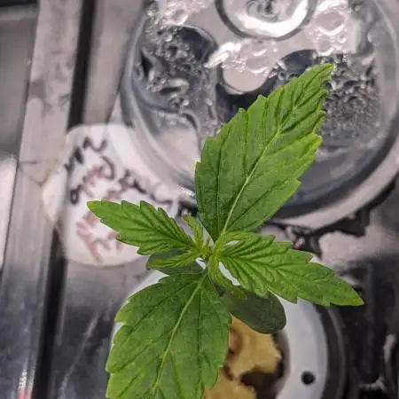 Plagron/Zamnesia Eternity Cup 2026