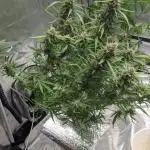 Divine Grow Off Auto Moonrock