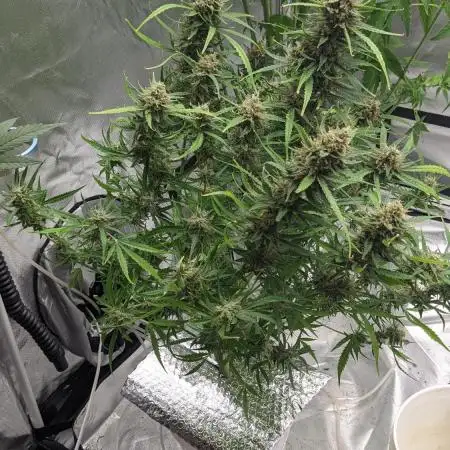 Divine Grow Off Auto Moonrock