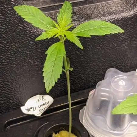 Divine Grow Off Auto Moonrock