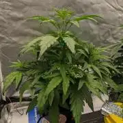 Rainbow Belts Auto by Zamnesia