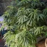 Zen With Benefits Purple Pheno