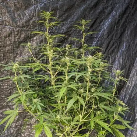 Big Demon Divine Grow Off