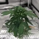 Big Demon Divine Grow Off