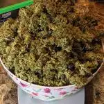 Big Demon Divine Grow Off