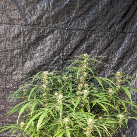 Divine Grow Off Auto Moonrock