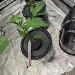 Another Happy Bird Adventure