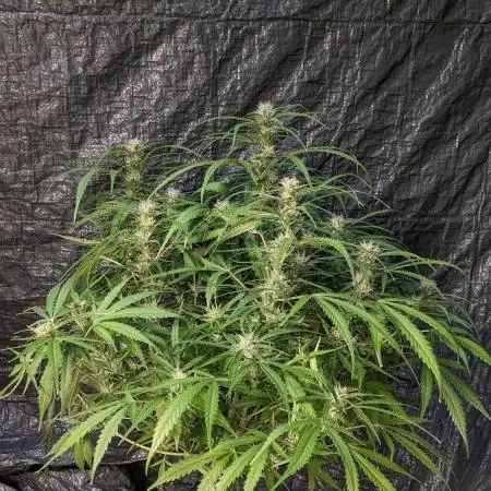 Divine Grow Off Auto Moonrock