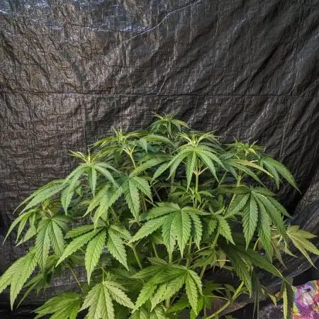 Zen With Benefits Purple Pheno