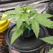 Rainbow Belts Auto by Zamnesia