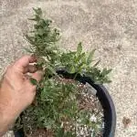Herbies seeds auto test