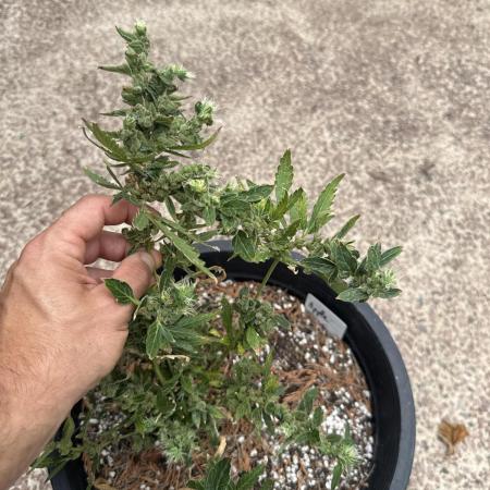 Herbies seeds auto test