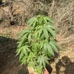 Paradise seeds eleven roses test