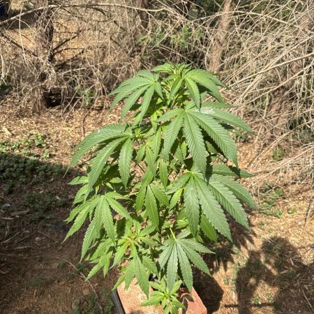 Paradise seeds eleven roses test