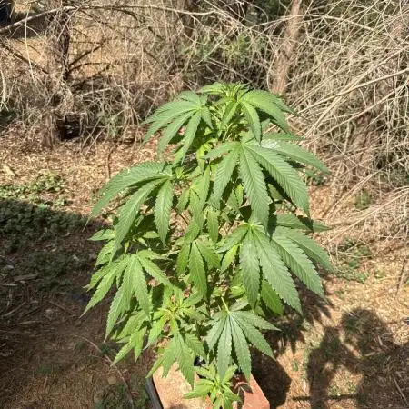 Paradise seeds eleven roses test