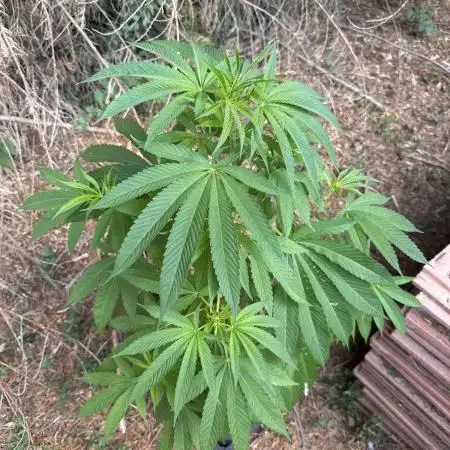 Test ukhta  seeds