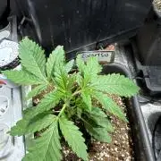 Test plusieurs variétés !!