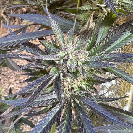 Paradise seeds eleven roses test