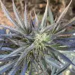 Test ukhta  seeds
