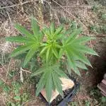 Test ukhta  seeds