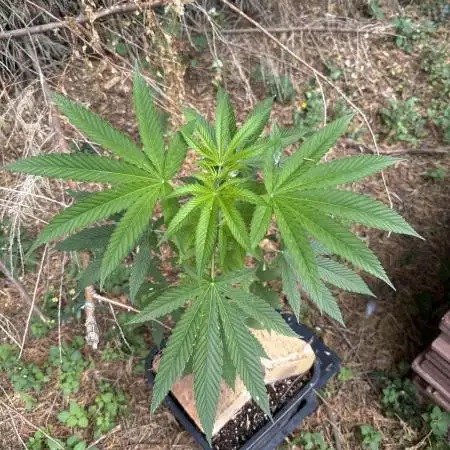 Test ukhta  seeds