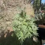 Paradise seeds eleven roses test