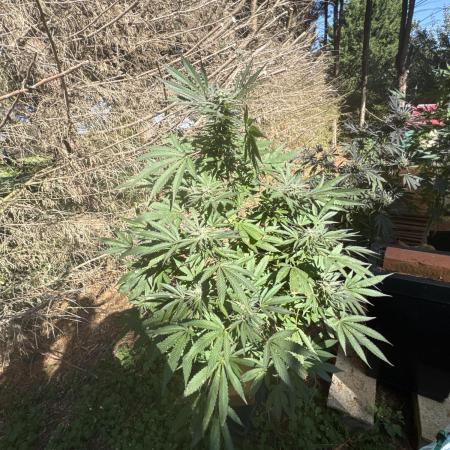 Paradise seeds eleven roses test