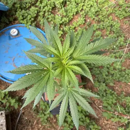 Paradise seeds eleven roses test