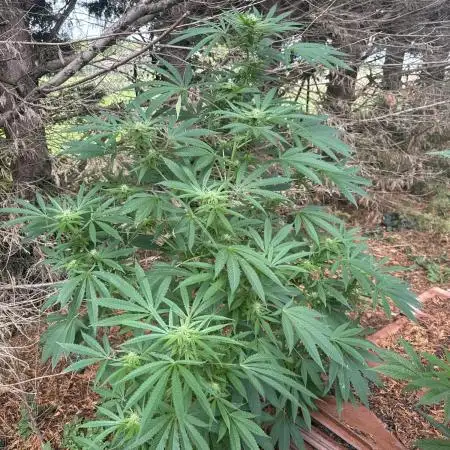 Test ukhta  seeds