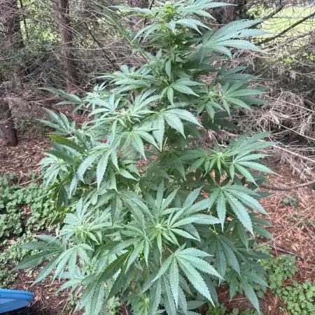 Paradise seeds eleven roses test