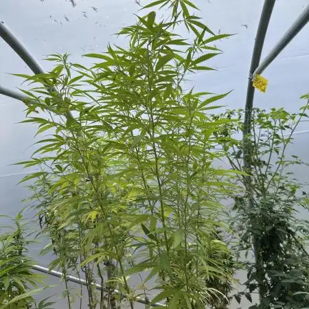 Indoor outdoor  session