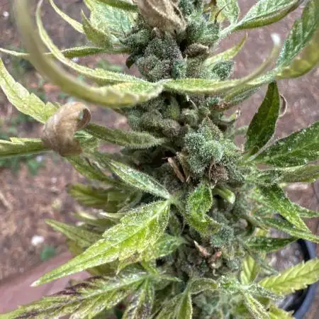 Herbies seeds auto test