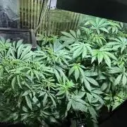 Test plusieurs variétés !!