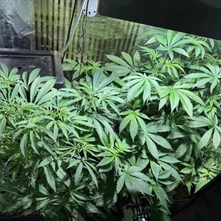 Test plusieurs variétés !!