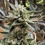 Indoor outdoor  session