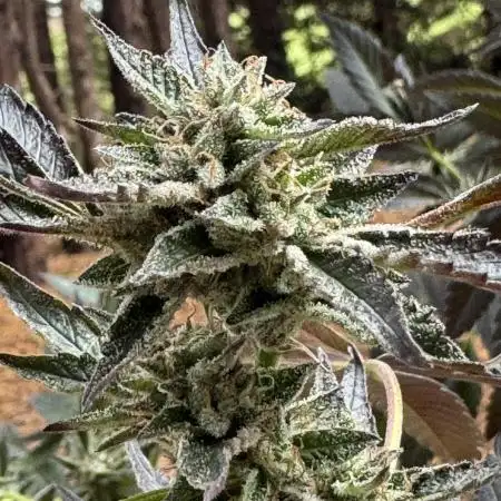 Indoor outdoor  session