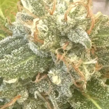 Indoor outdoor  session