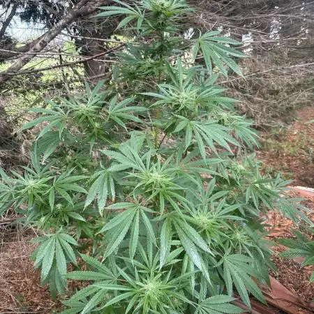 Test ukhta  seeds