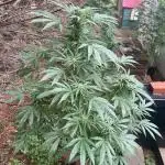 Paradise seeds eleven roses test